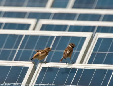 Solarparks im Einklang mit Biodiversität, Naturschutz und der Region